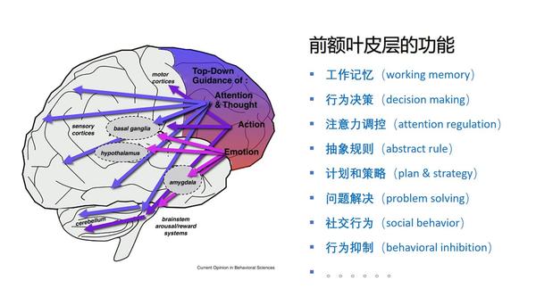前额叶皮层负责高级认知功能,对人类的行为,思想和情绪提供"自上而下