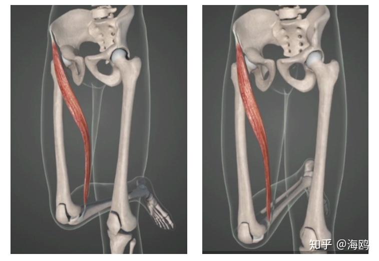 缝匠肌屈髋屈膝图片
