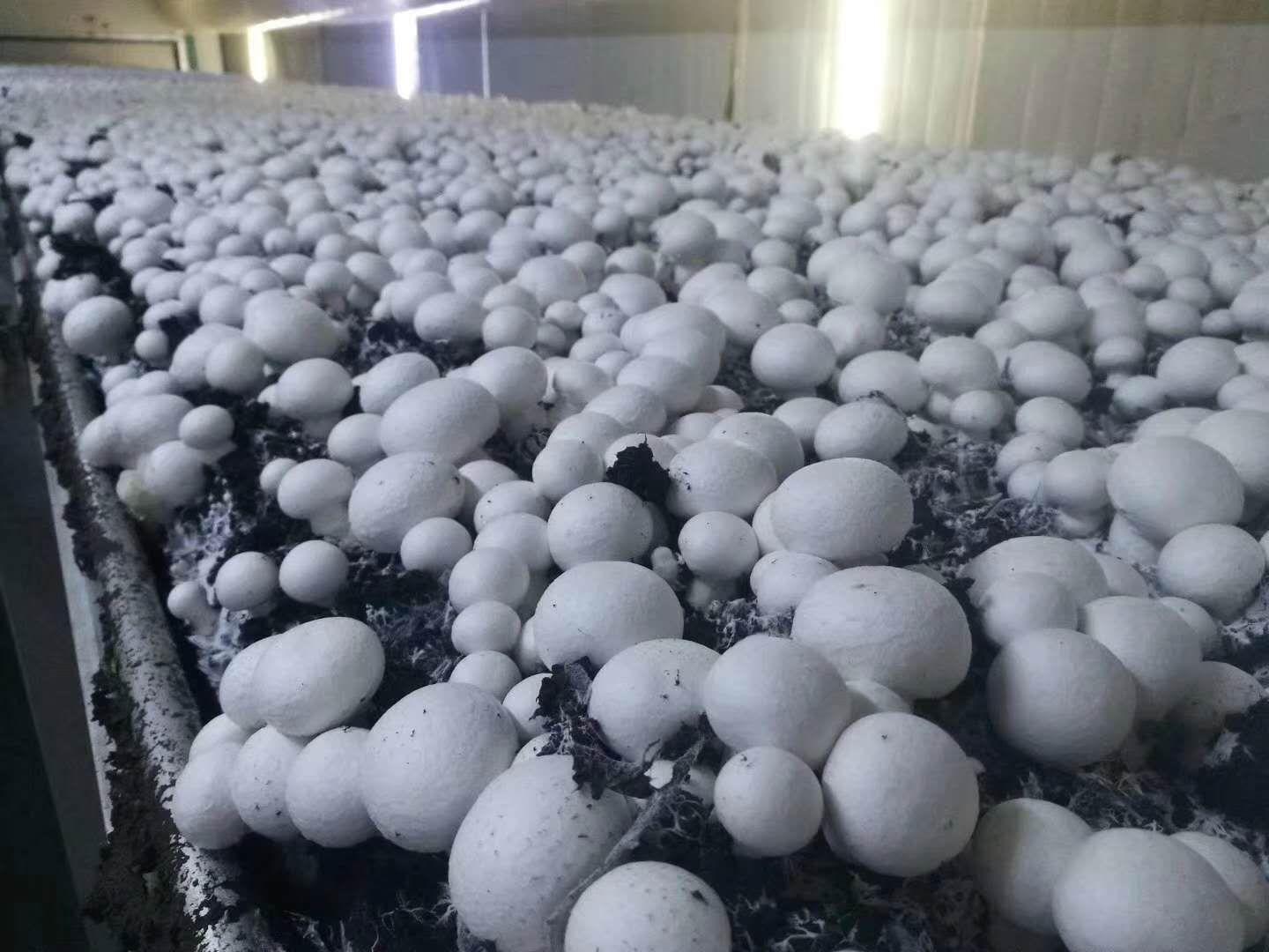 河南嵩县打造豫西最大双孢蘑菇种植基地