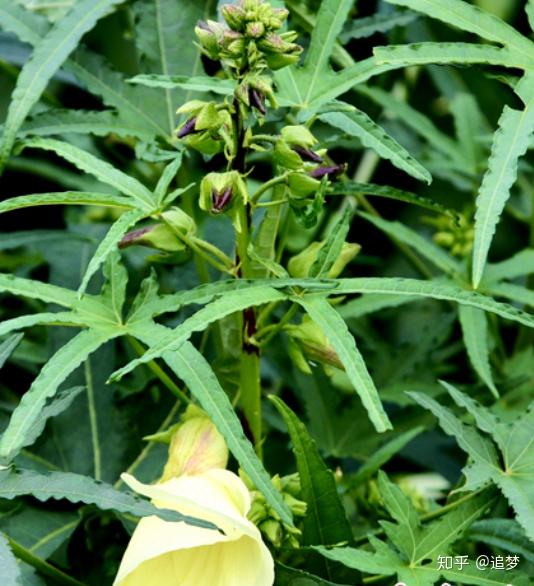 商城黄蜀葵花开遍地金