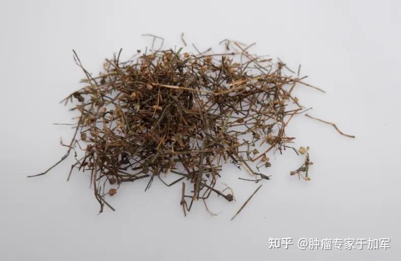 10大抗肿瘤中草药,这几种千万不要自己尝试! - 知乎
