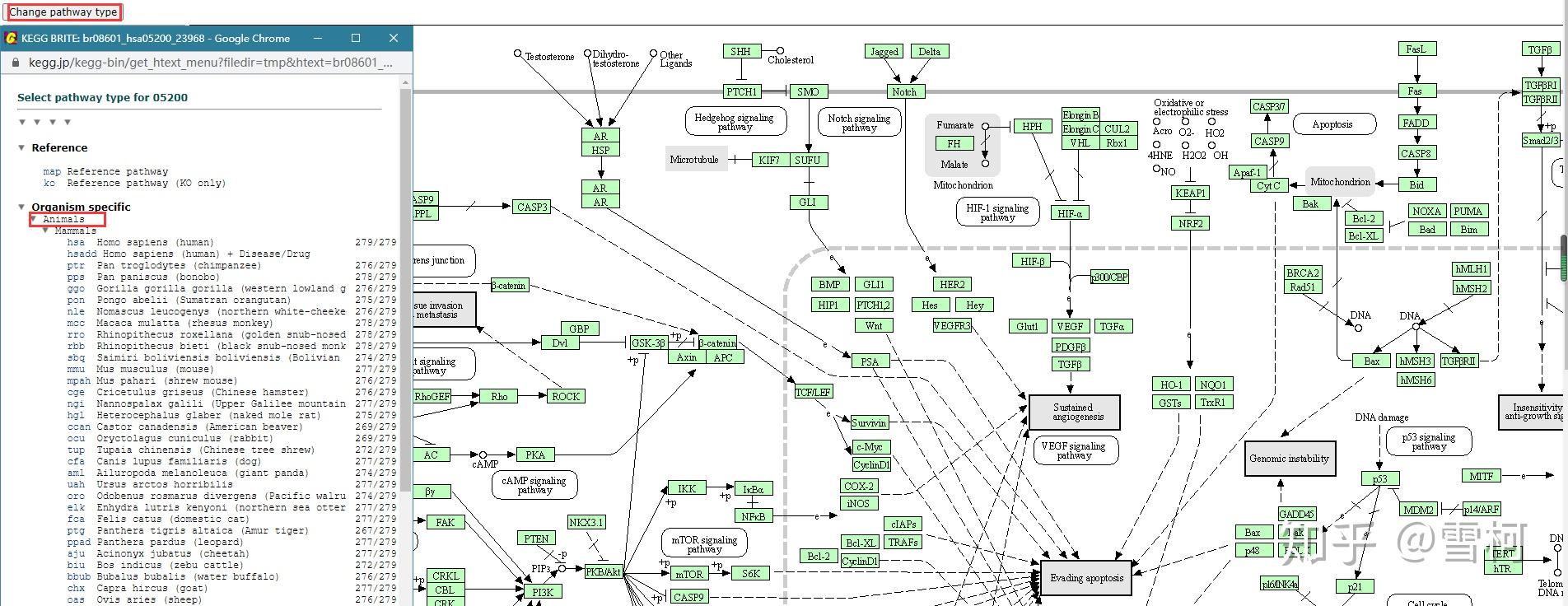 information processing ,可以看到二级分类和三级分类kegg pathway