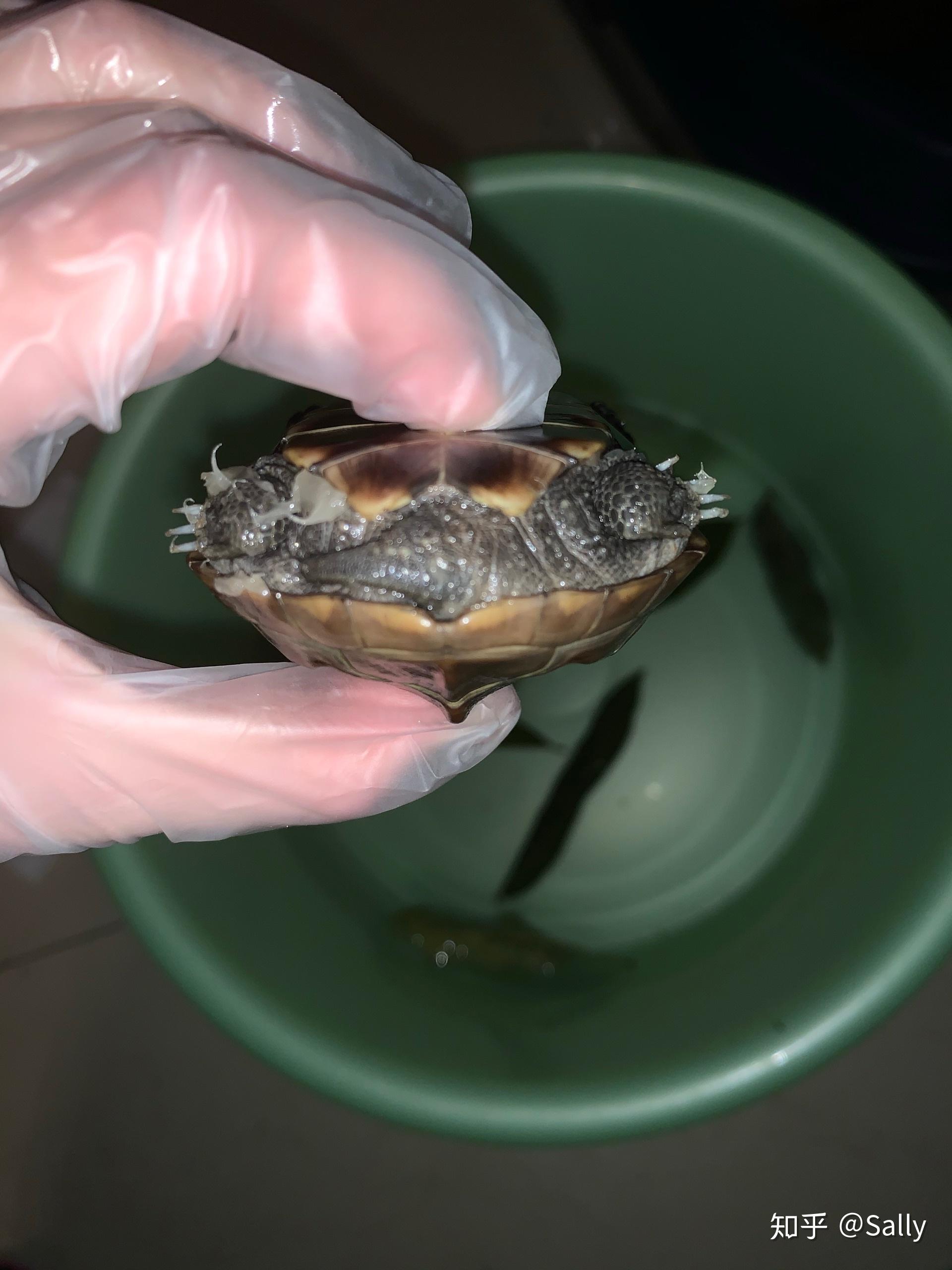 乌龟水肿有大佬给看看是怎么回事吗