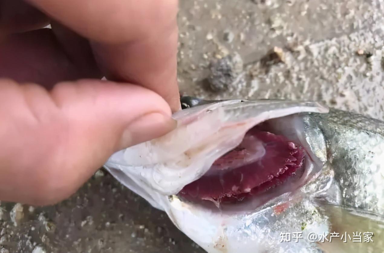 夏季加州鲈鱼养殖常出现这五大疾病症状都有哪些内有防治小技巧哦