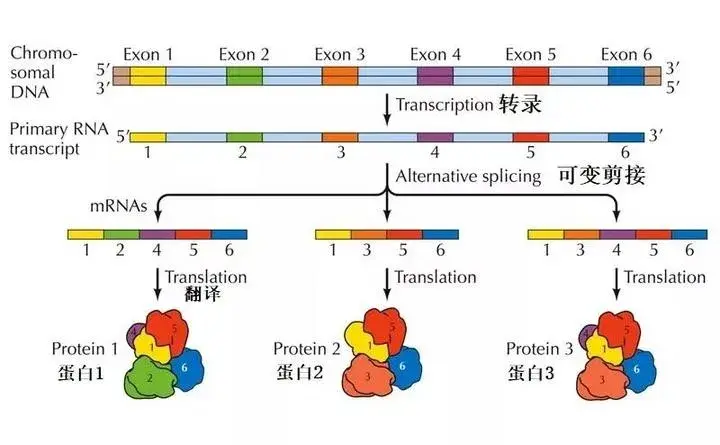 rna可以分为:①编码rna:可以转录dna链上的遗传信息指导蛋白质合成;②