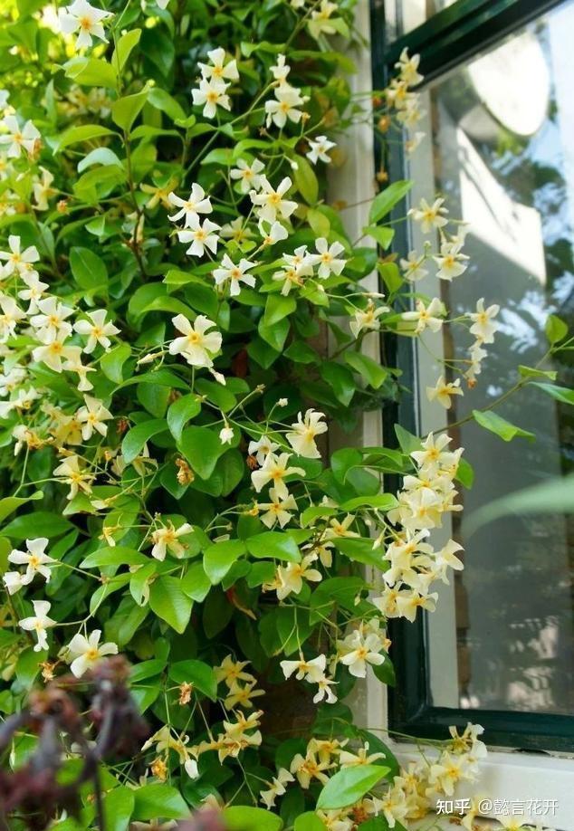 持久且洁白清丽的风车茉莉,寒冷的天气如何养护才能顺利过冬 - 知乎
