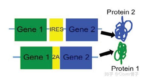 分子克隆：从认识质粒开始 - 知乎