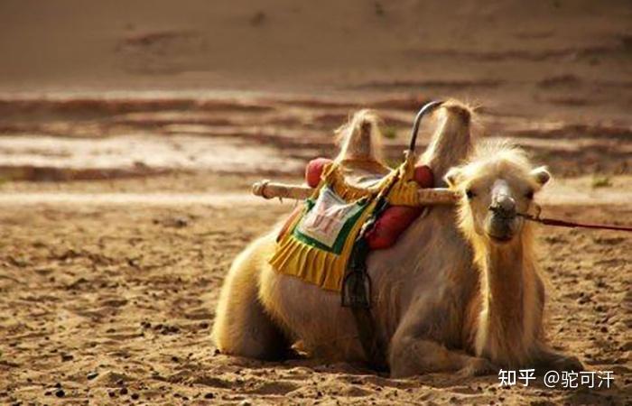发扬骆驼精神，传承民族文化！ - 知乎
