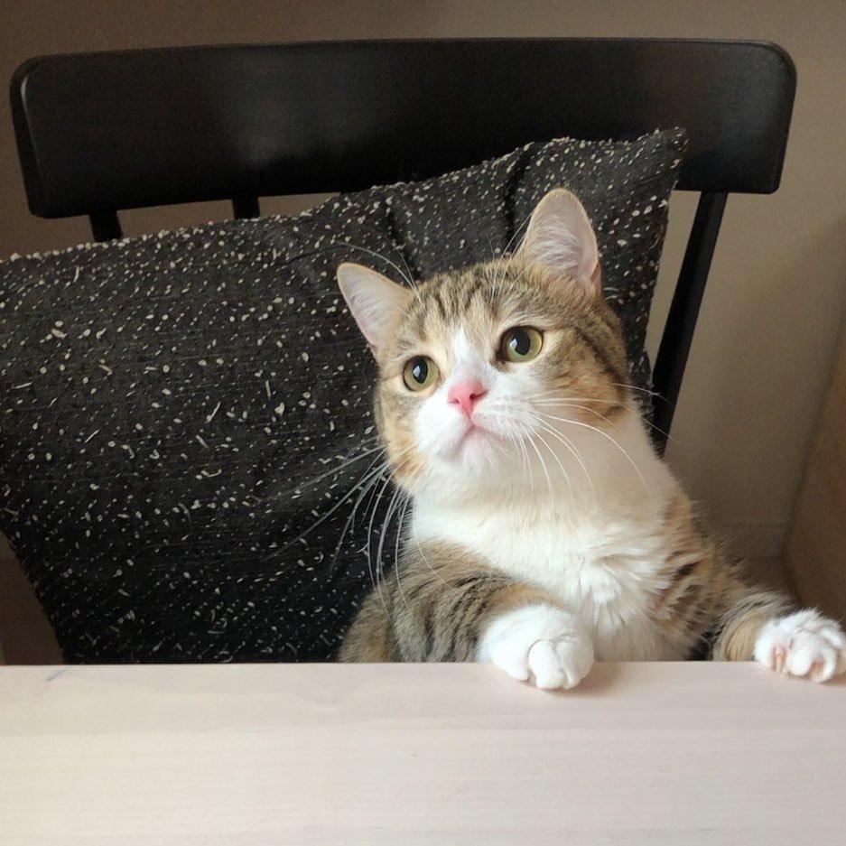 一看就是平时忙着吃,没空拆家的乖猫.小猫咪搞点破坏算什么呢?