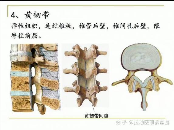腰椎间盘局部解剖 - 知乎