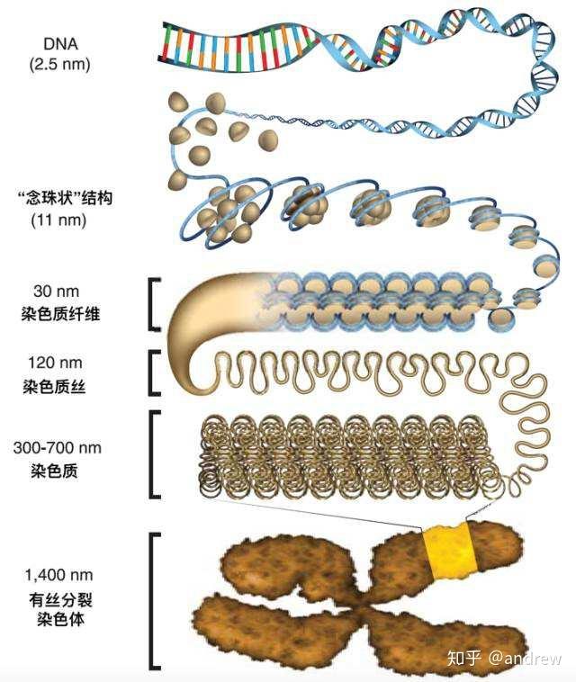 dna是像一團亂麻的形式在細胞核裡面散亂著,俗稱染色質就像這樣抱歉