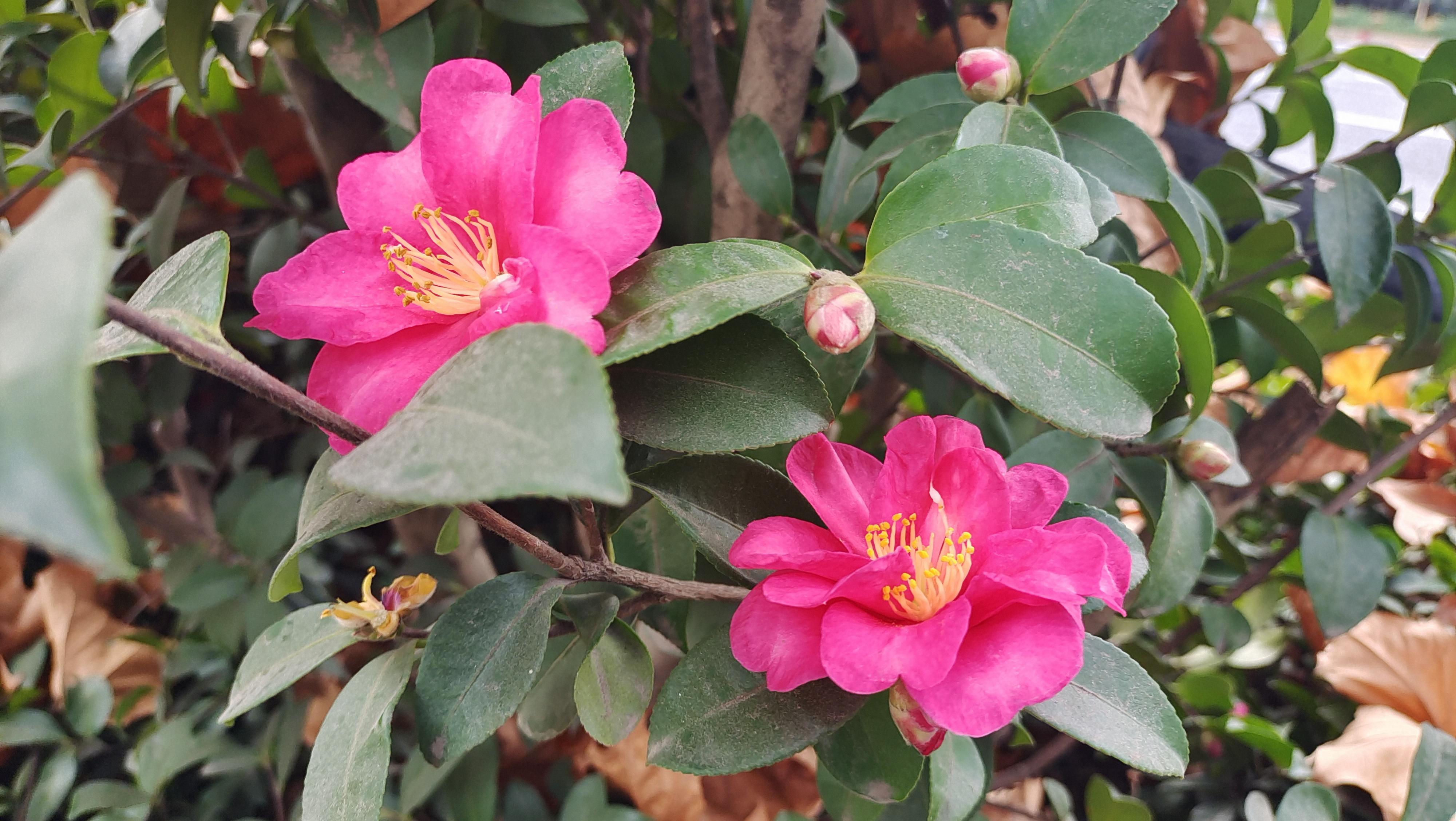 美丽吉安红色茶梅绽放冬日街头