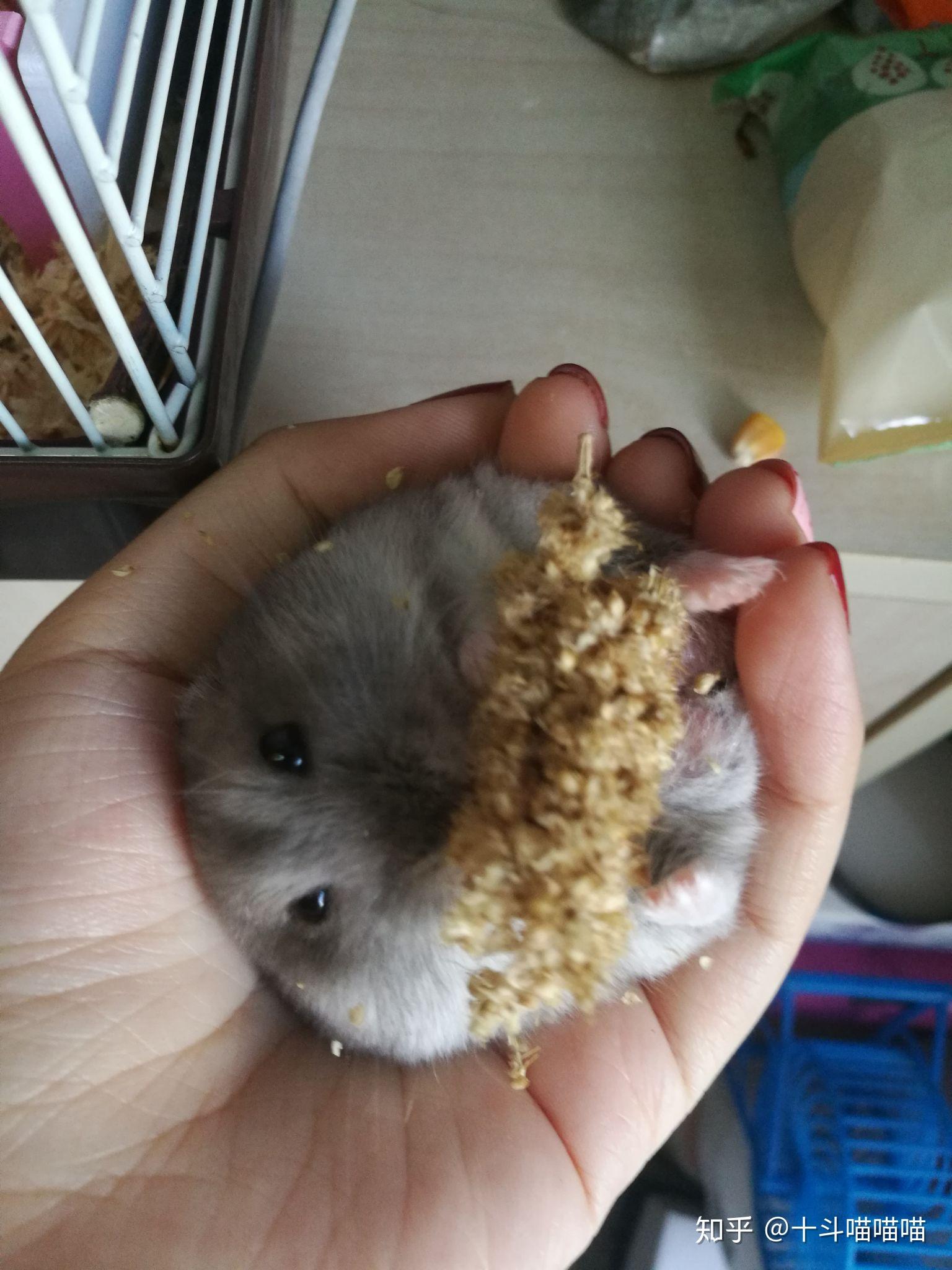 如何让仓鼠乖乖躺手.?
