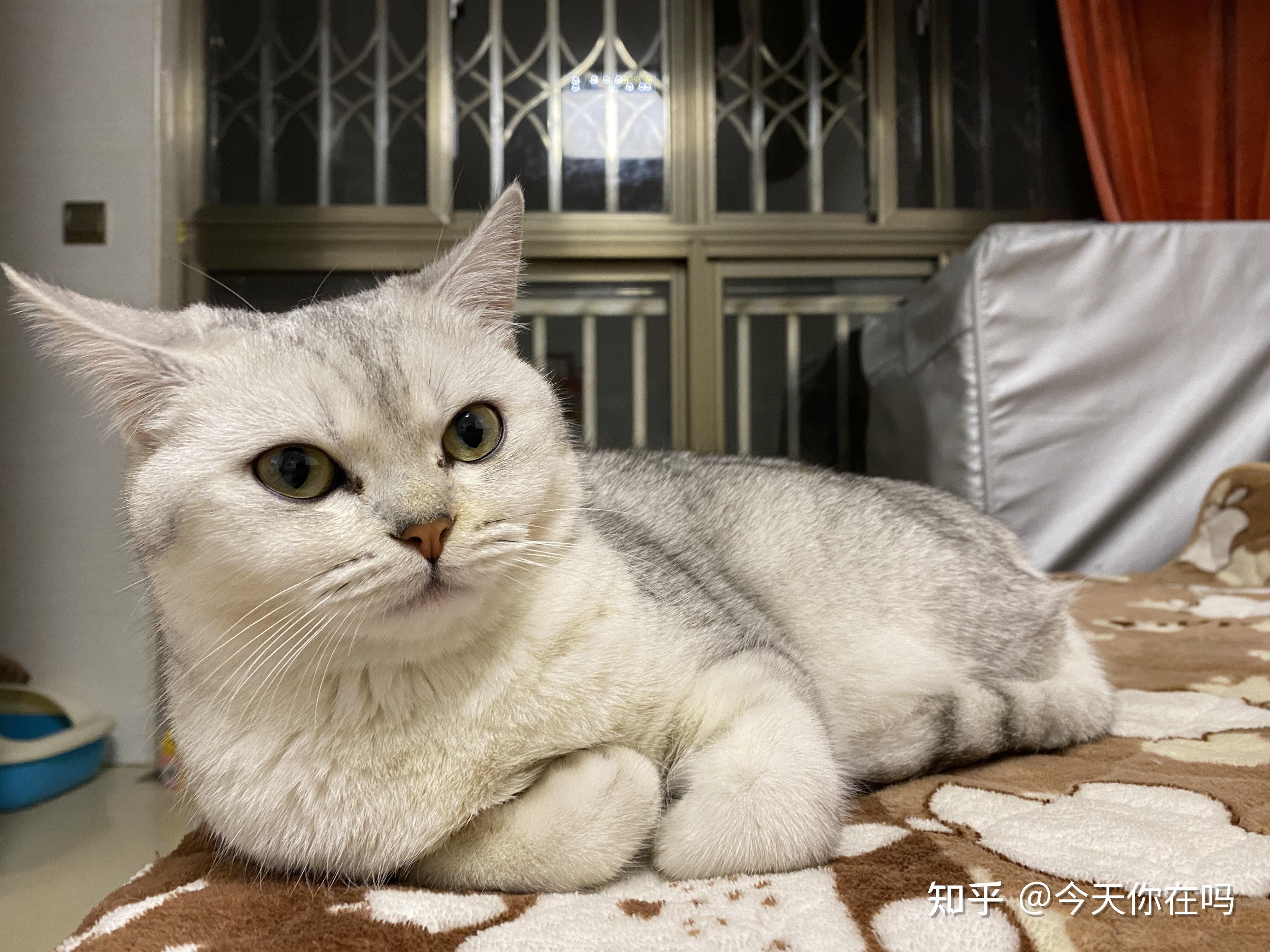 吉安吉州区母银渐层找公猫配种