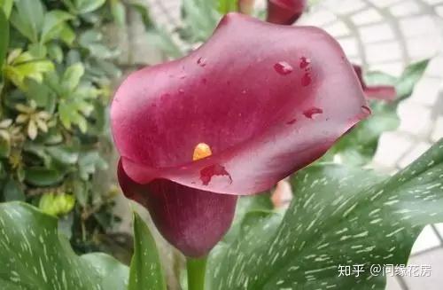 植物花语大全 收藏 知乎