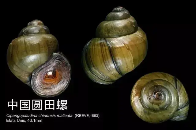 中国常见的三种“田螺”科普 - 知乎