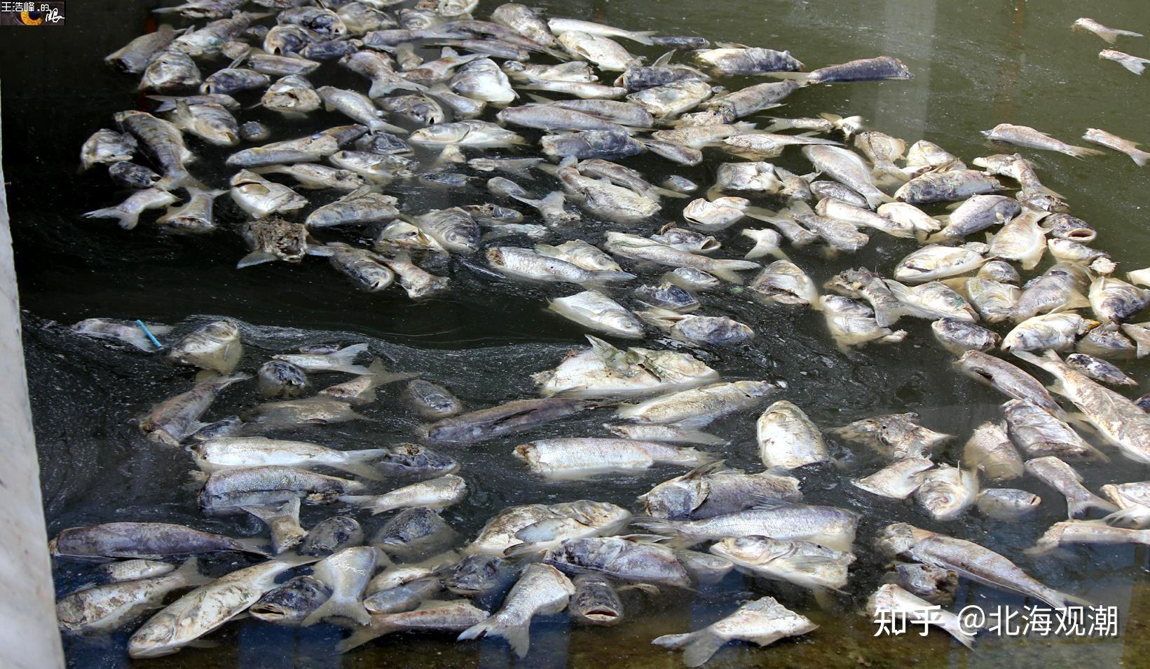武汉河滩现成片的腐烂鱼 急盼清理 - 知乎
