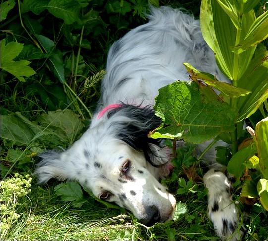 优雅充满活力的英国雪达蹲猎犬englishsetter