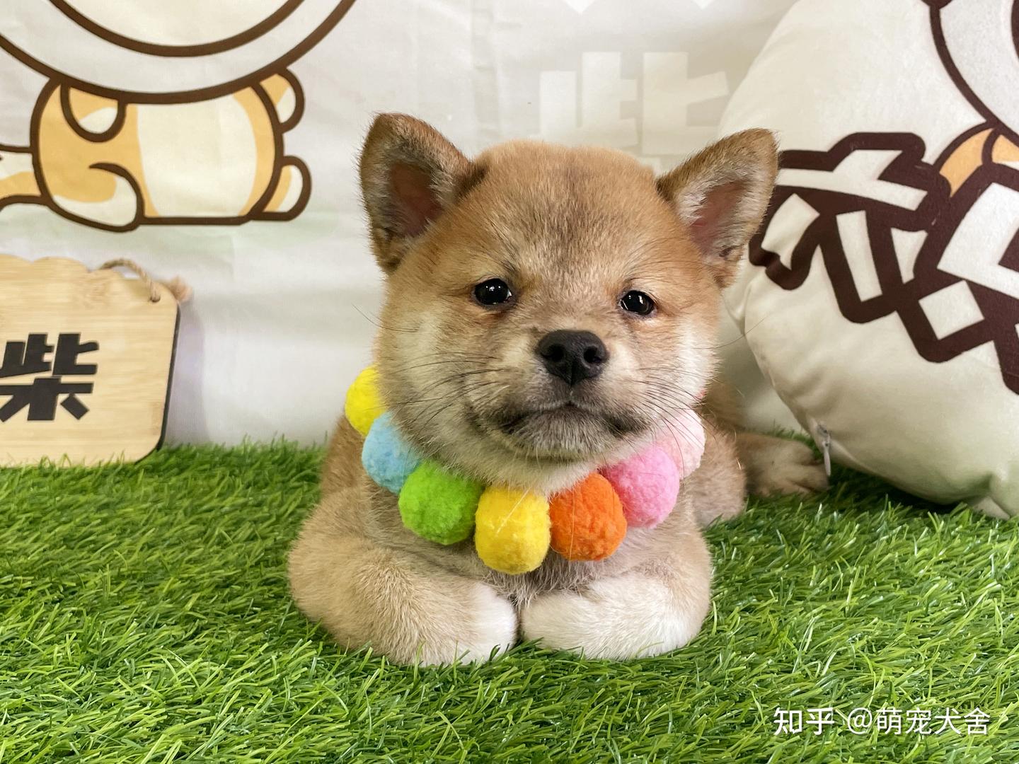 柴犬都有哪些颜色？柴犬的性格和价位与它本身的颜色有关吗？ - 知乎