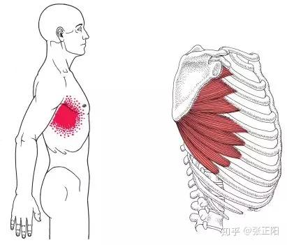 肩后外侧痛 经久不愈 可能是你没找到病根 知乎