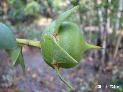 我国海南岛特有的珍稀濒危物种海南海桑