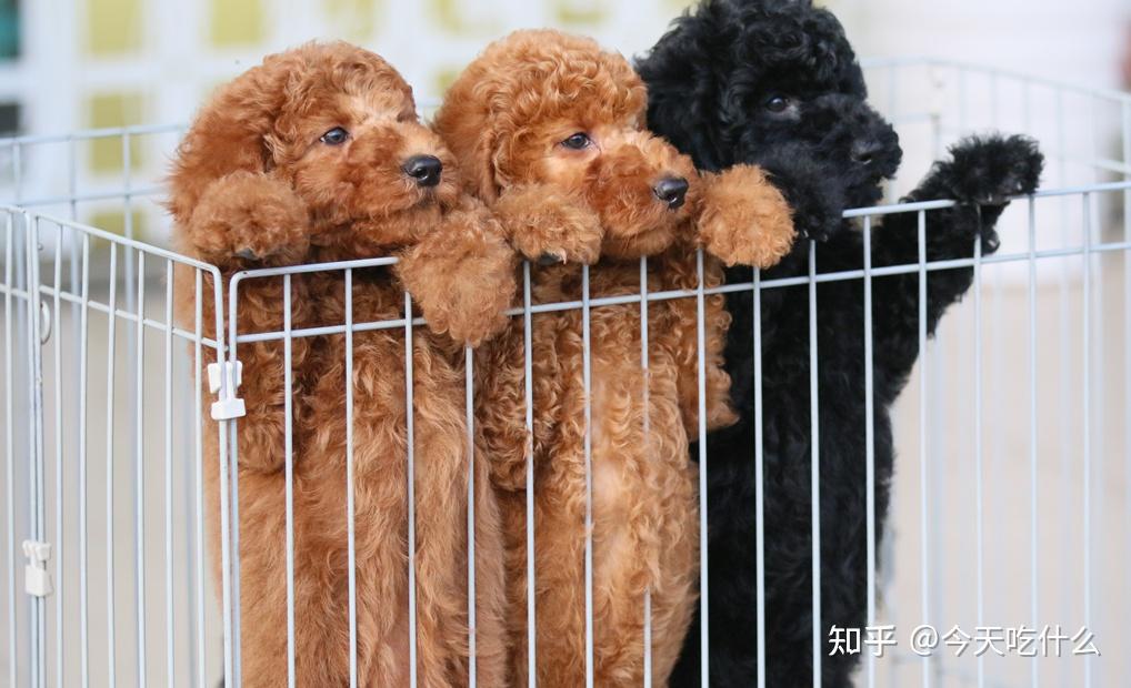 狗狗品种大全：什么狗最适合你？这份挑选方案供你参考！ 知乎 