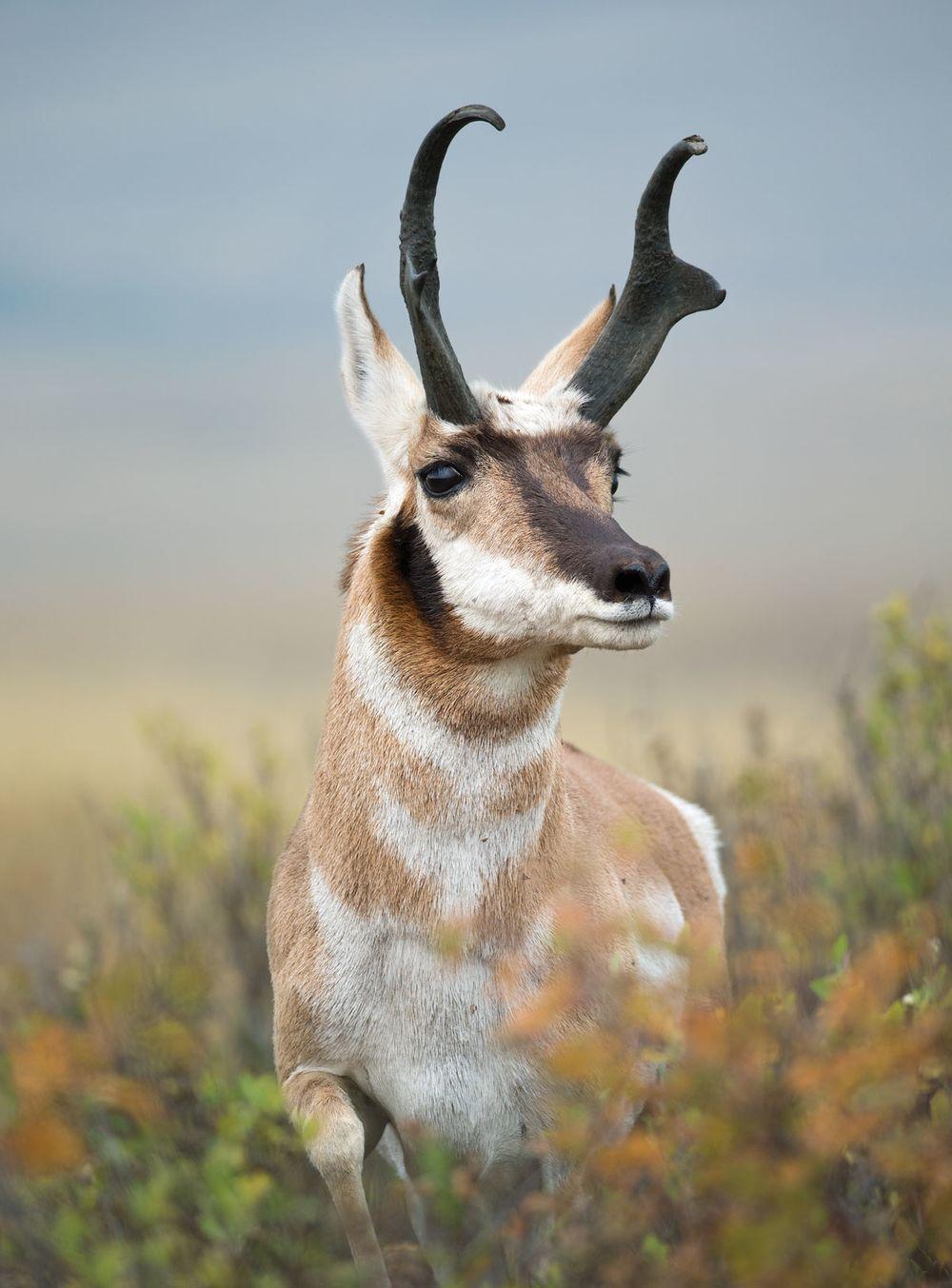 美洲叉角羚羊出生四天就能比人跑得快.
