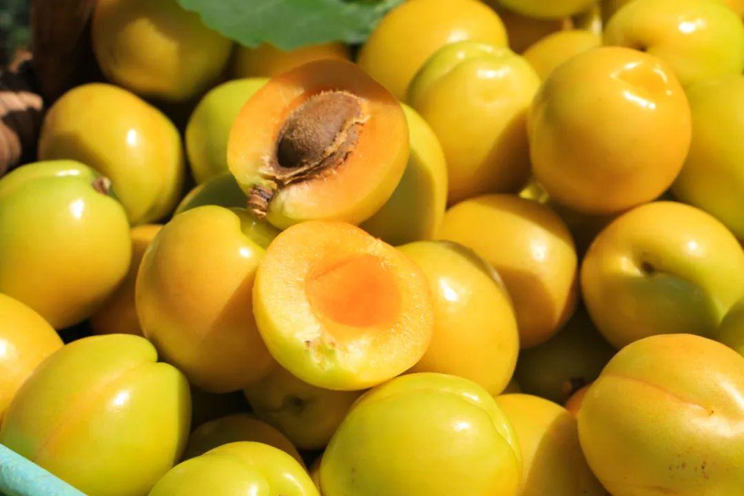 一年只卖15天的珍珠油杏