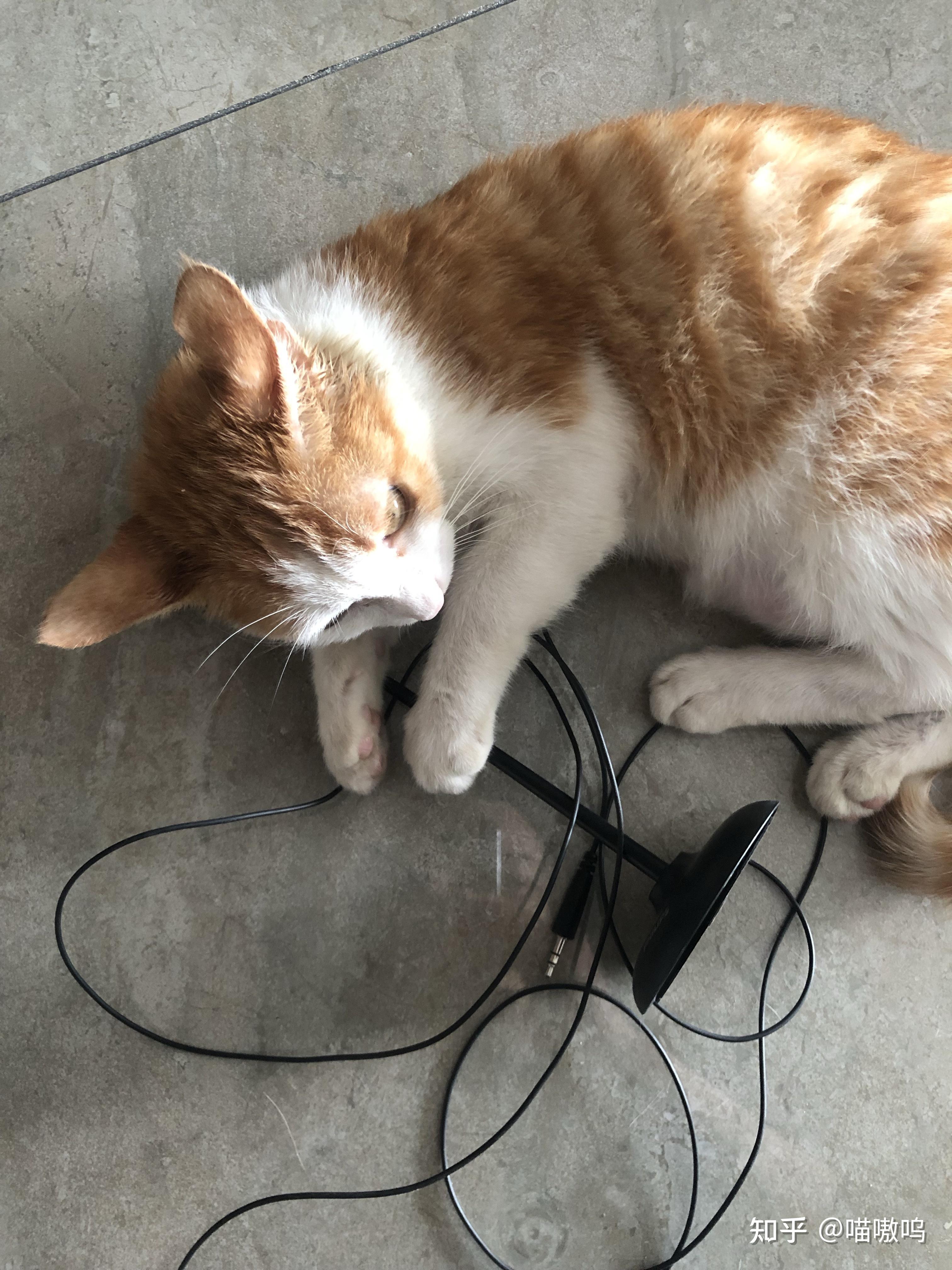 在家休学好无聊能看看你们的小猫嘛