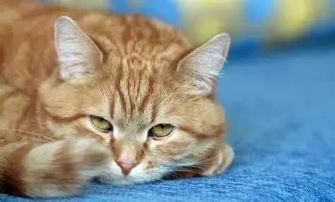 猫咪腹泻、呕吐、食欲不振胃肠道常用药都有哪些注意事项? - 知乎