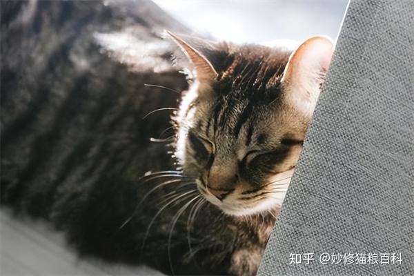 狸花猫一旦有这5种睡姿，说明它不信任你，快反思自己吧 知乎 3185