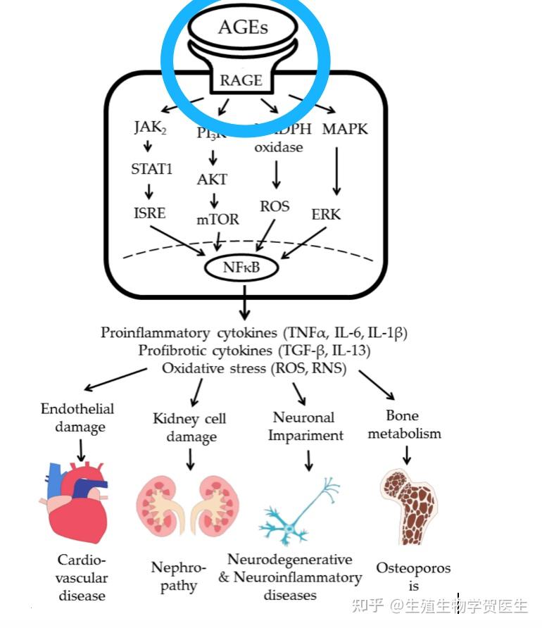 rage(晚期糖基化終產物受體)的多配體跨膜受體結合間接導致組織損傷