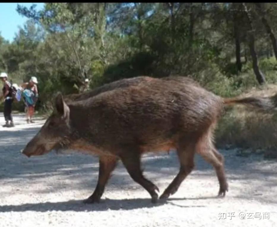 山海经之戎宣王尸