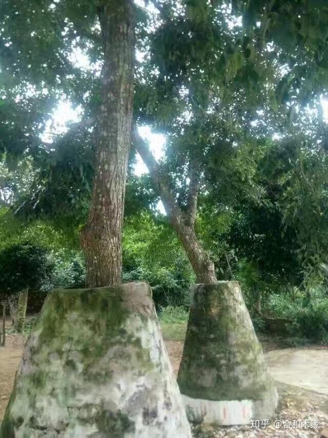 海南黄花梨海南黄花梨学名降香黄檀 ,原产地中国海南, 资源有限,异常