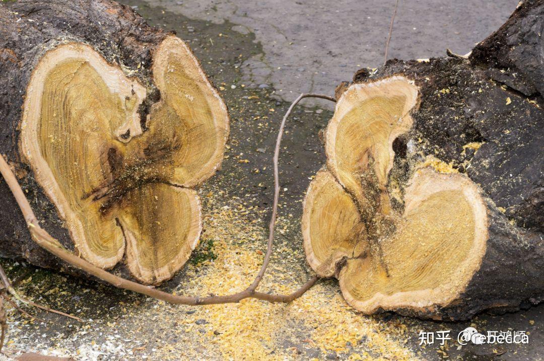 中华豪门—中医之木—黄檗木 - 知乎