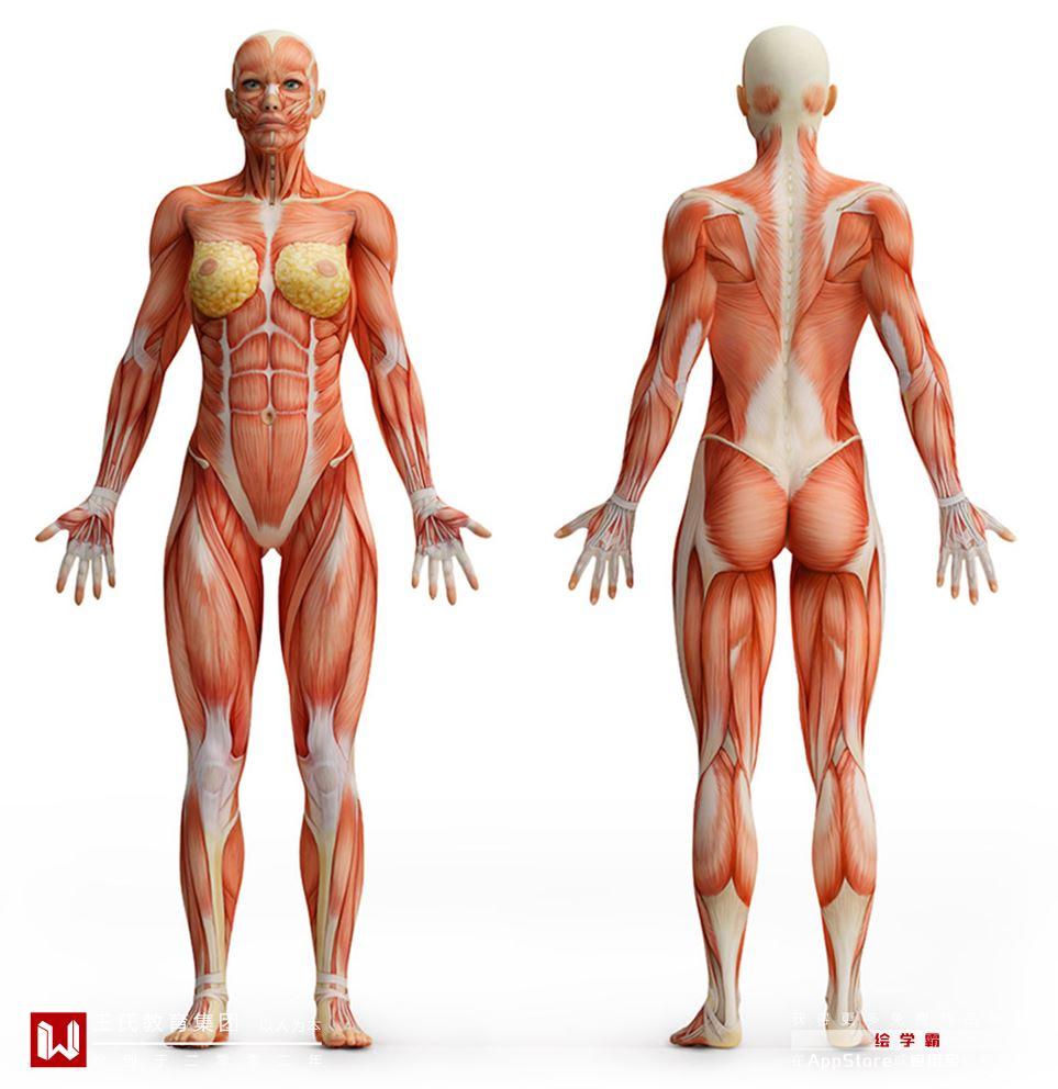 女人体系列丨高冷体柔妹丨教你画女人体丨ps板绘