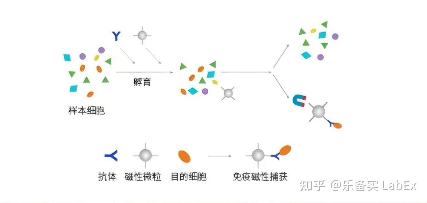 细胞分选技术:精准分离细胞亚群的关键手段 - 知乎
