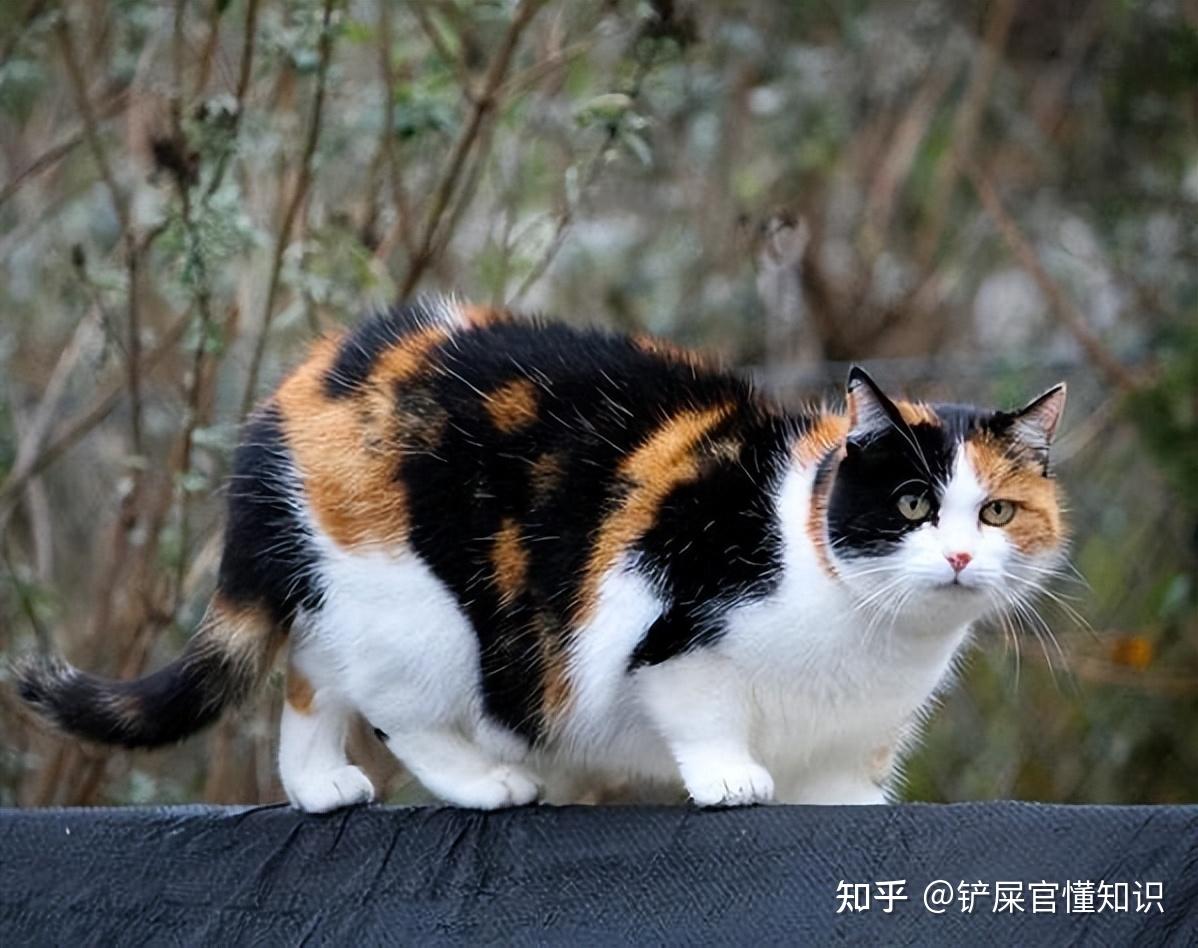 “猫界美人”三花猫，有这么多优点，而且还会招财？ - 知乎