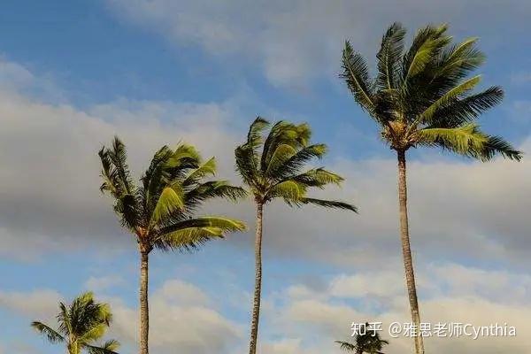对于这幅图,我们可以说the trees are swaying with the breeze.
