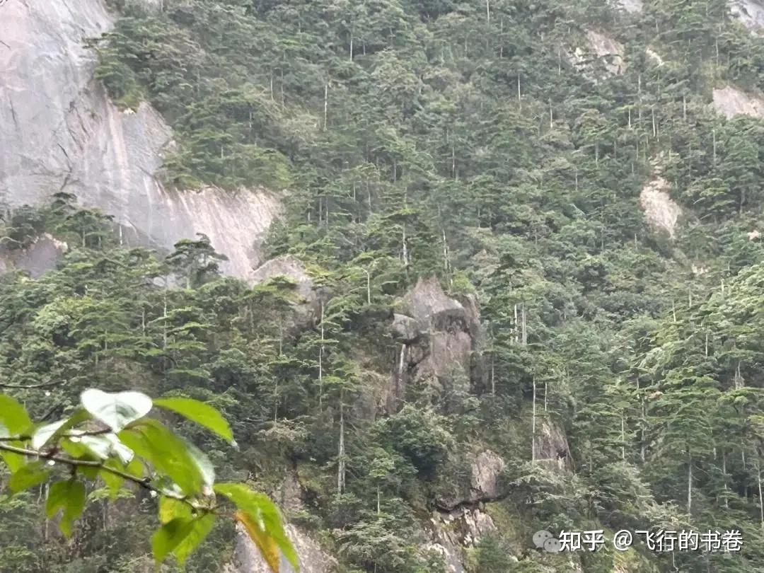 黄山雨中独行记(一):从云谷寺徒步到白鹅岭,一路有啥美景? - 知乎