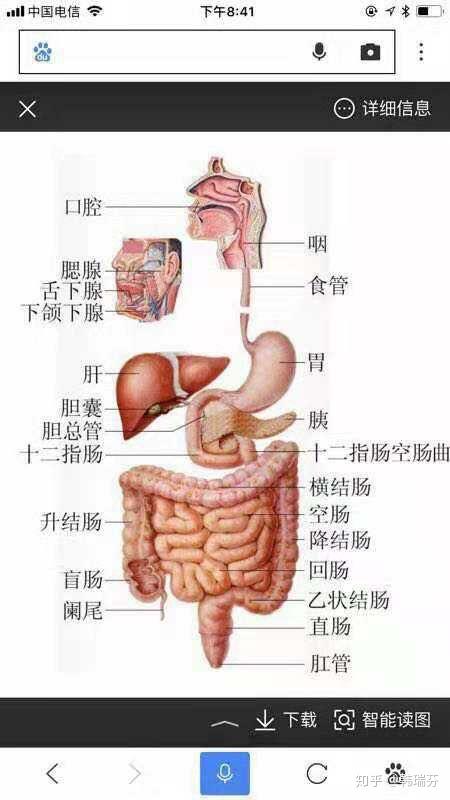 大肠上端与小肠相连