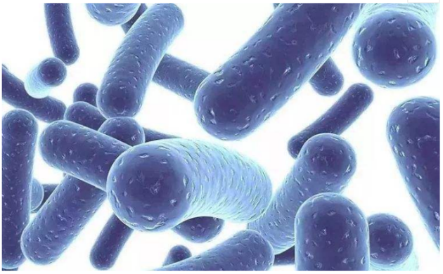 口腔细菌99为有害菌菌群调节首选nc口香益生菌