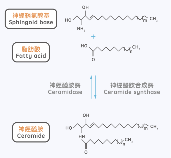 神经酰胺到底是什么?能产生什么功效?