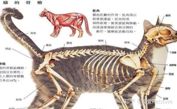 姿势大赏 | 猫猫以高难度的姿势睡觉真的舒服吗? - 知乎
