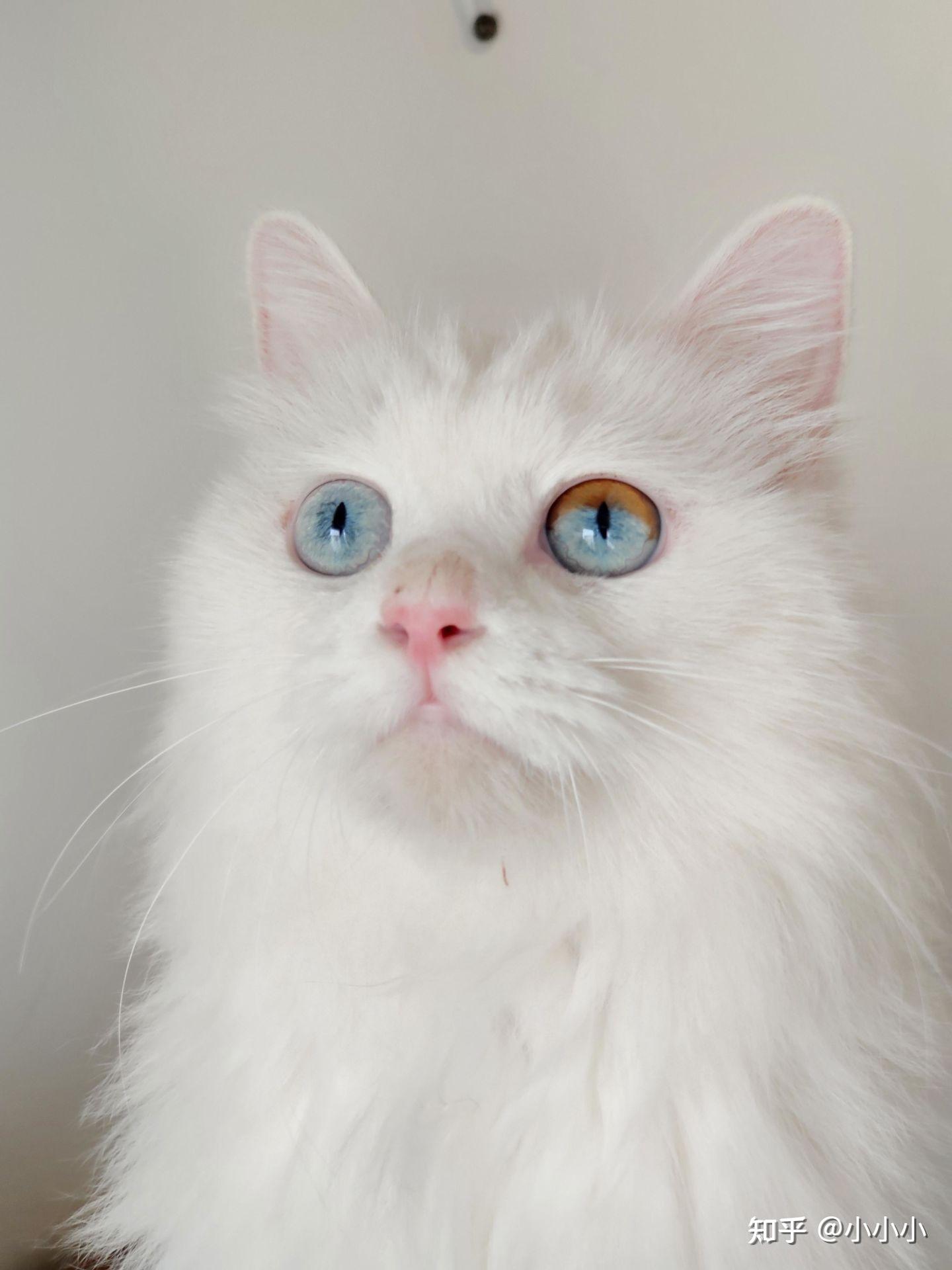 纯白长毛猫品种