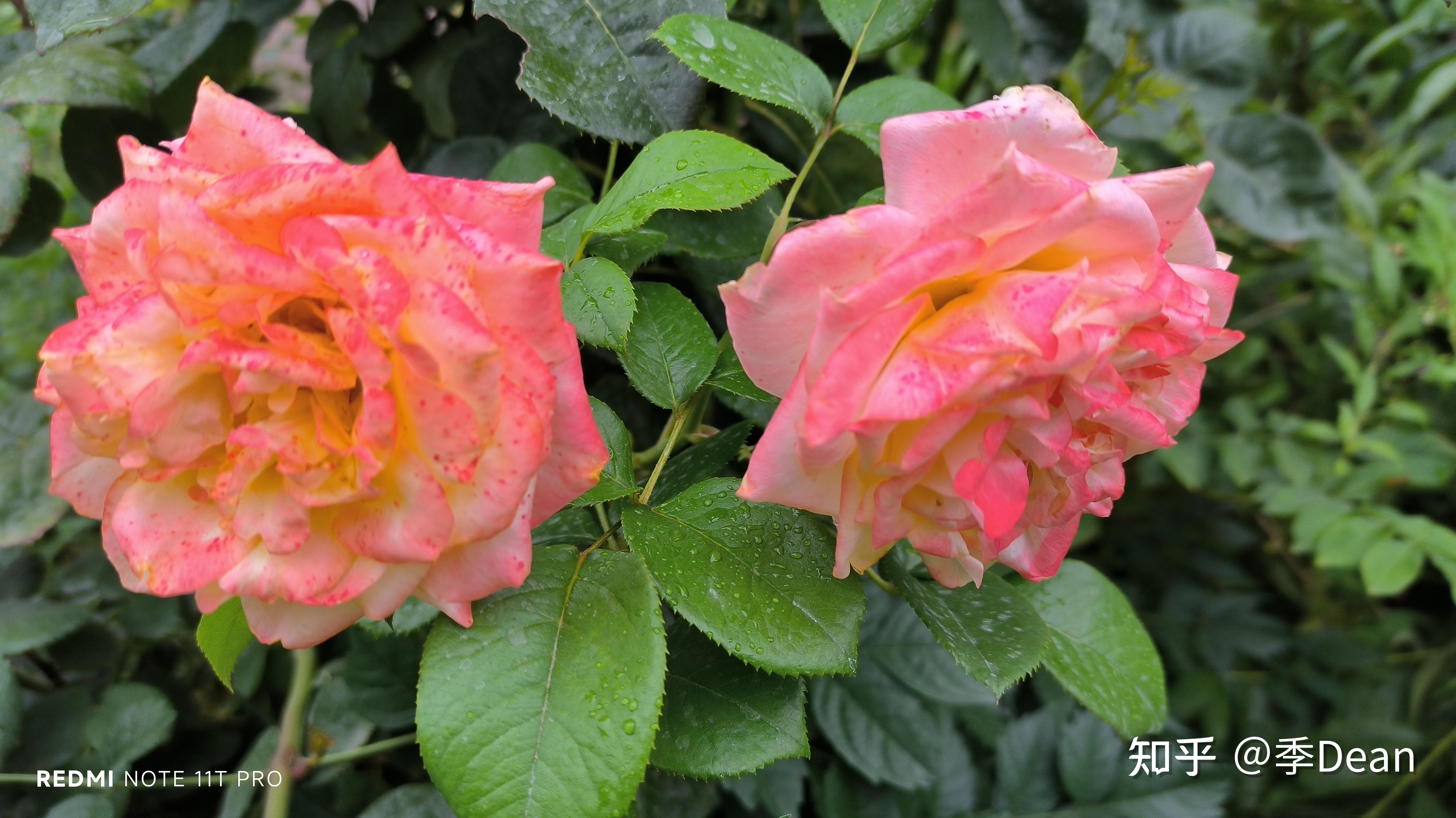 如何评价红米note11tpro红米note11tpro配置怎么样使用红米note11tpro