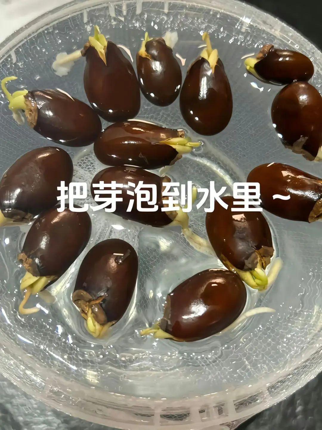 福建一姑娘把“荔枝核”泡水里，两周长成“粉盆栽”，太治愈了 - 知乎