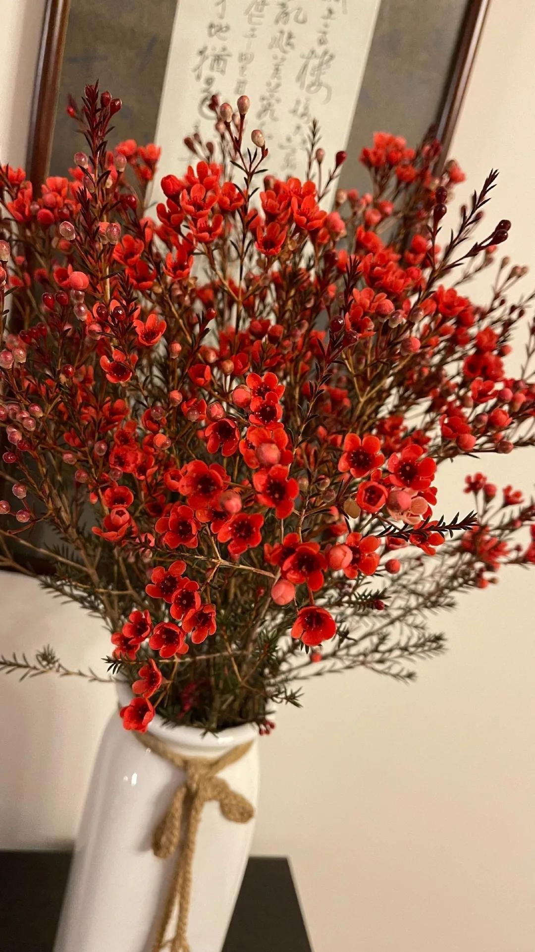 植库‖冬天的第一束花——澳洲蜡梅 