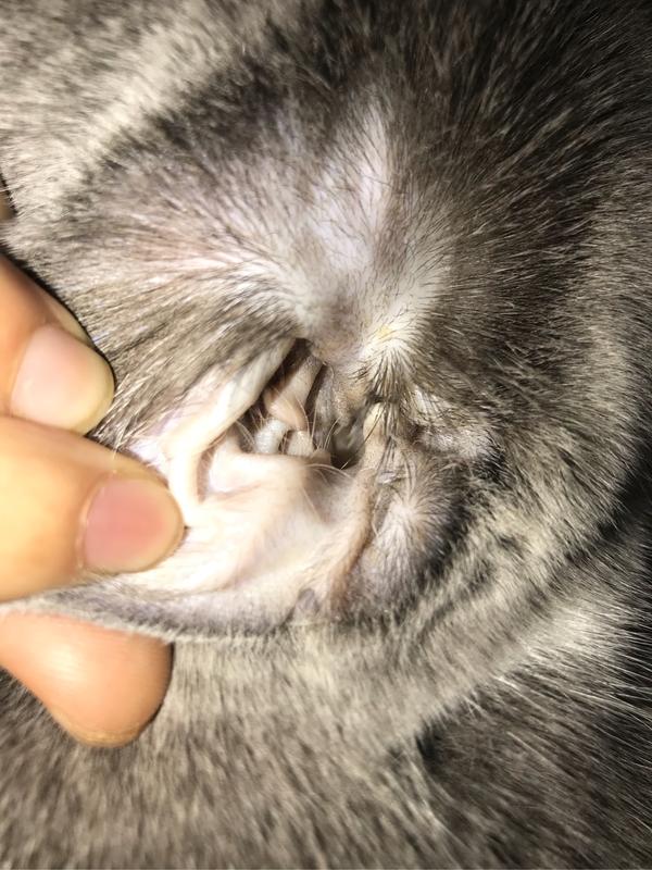 猫耳螨治疗胜利之不完全经验总结 - 知乎