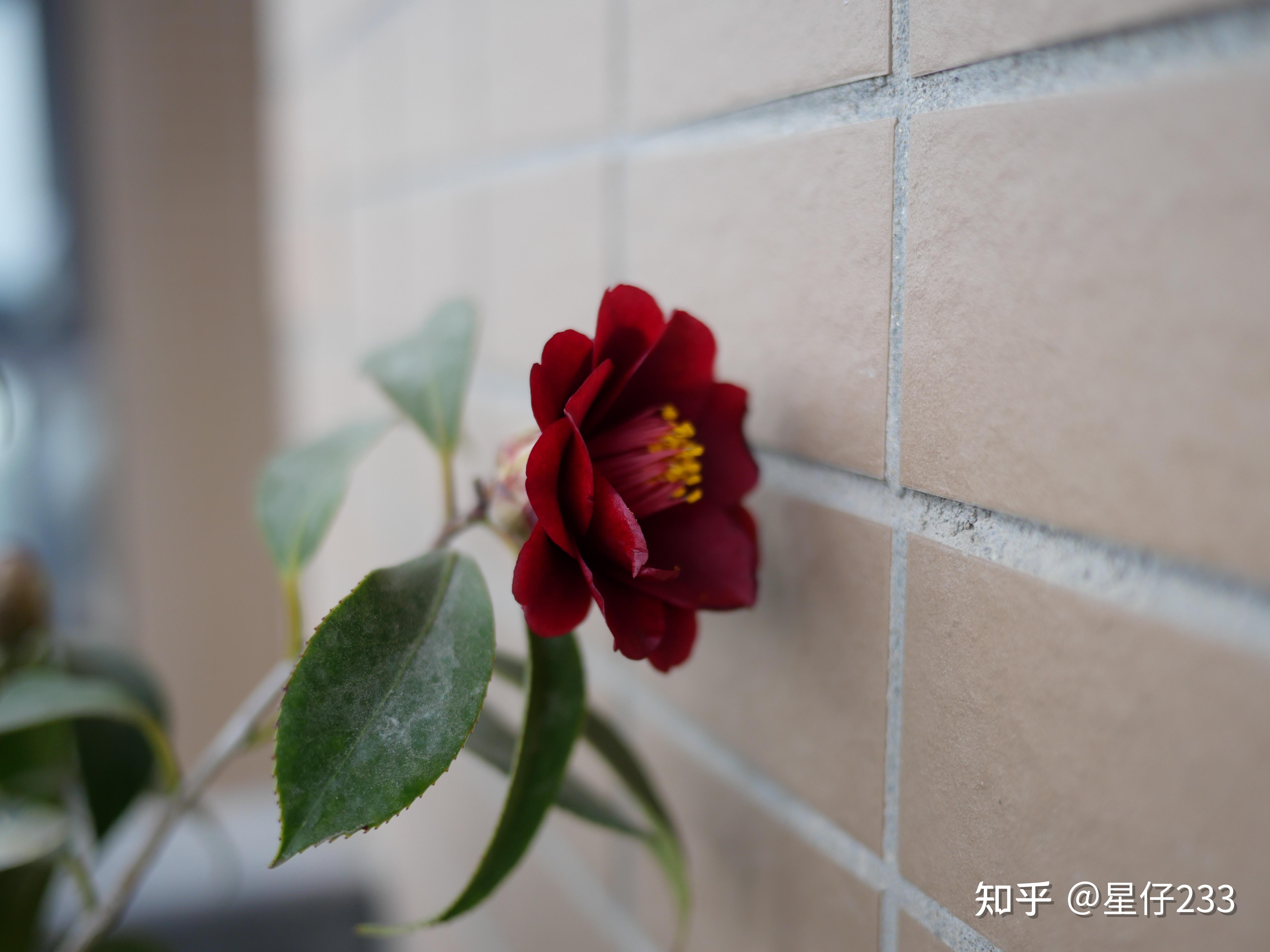 【2023冬季】日本茶花 黑椿 - 知乎